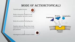 Atropinemode of actionuses and side effects [upl. by Junko]