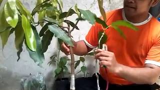 HOW TO MAKE BONSAI MANGO TREE [upl. by Zalucki976]