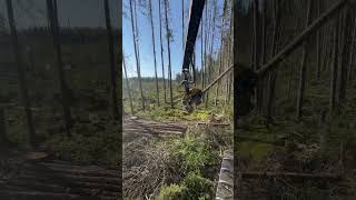 abitibi logging quebec forestry logginglife foryou foresterie🌲 johndeere ponsse ponsseh7 [upl. by Mcdade]