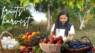 harvesting fruits  dandi xioage new episode [upl. by Ainavi549]