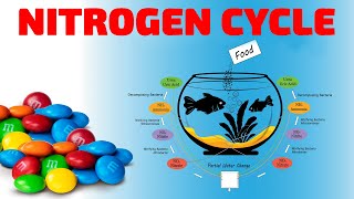 THE AQUARIUM NITROGEN CYCLE [upl. by Tingey]