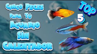 TOP 5 PECES DE AGUA FRÍA para TU ACUARIO SIN CALENTADOR acuarios [upl. by Haldas999]