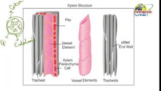 Biology tissues class notes session 6 for 9th cbse [upl. by Nahaj]