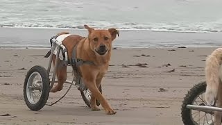 Paralysed dogs in wheelchairs play on the beach in Peru [upl. by Nommad]