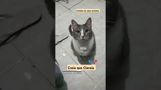 👣🐾 CREIA que CLAREIA [upl. by Alebasi]