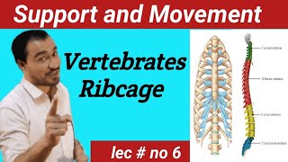 Vertebral column and Ribcage Anatomy lectureviralvideo [upl. by Klemperer]