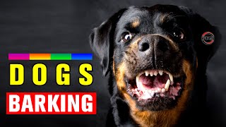 Dogs Barking to Make your Dog Bark [upl. by Center916]