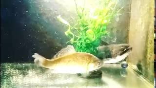 Gulper CatFish Asterophysus Batrachus [upl. by Asiat514]