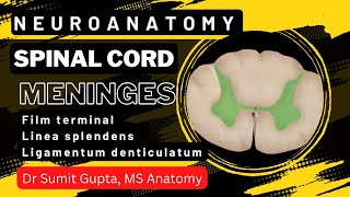 SPINAL CORD  Part1  Features  Meninges [upl. by Thgiwd896]