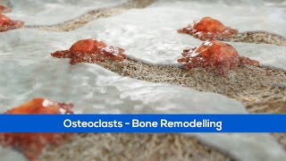 Medical Animation  Osteoclasts  Bone Remodelling [upl. by Nodnol929]