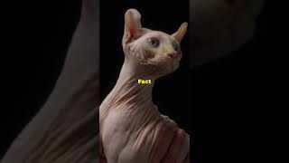 5 Pawesome Facts About Sphynx Cats [upl. by Aneris]