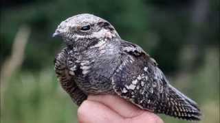 Lelek lesní  Caprimulgus europaeus  European Nightjar [upl. by Crist]