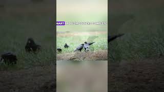 10 MindBlowing Facts About Crows 🧠🐦 CrowFacts BirdBrains SmartAnimals Nature FunFacts [upl. by Siramaj]