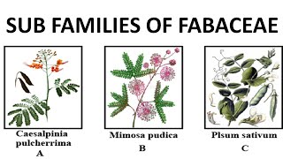 Fabaceae subfamilies  Mimosoideae Caesalpinioideae and Papilionoideae [upl. by Vashtee]