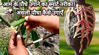 Smart method mango Propagation  Kaise banaye plant sakha se [upl. by Delly]