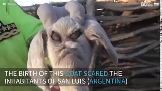 100 REAL  GOAT BORN WITH HUMAN FACE 2017 [upl. by Adiahs]