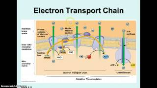 Cellular Respiration  Krebs Cycle amp Electron Transport [upl. by Akenn]