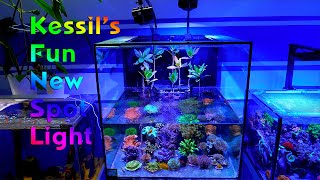 Kessil A500X LED Spotlight Review [upl. by Gintz]