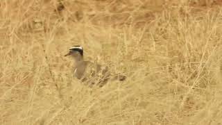 Vanellus coronatus  avefría coronada  crowned lapwing [upl. by Trillby]