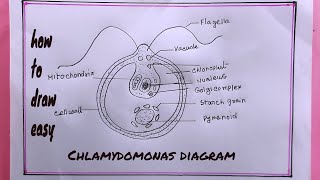 how to draw ChlamydomonasDraw Chlamydomonas Diagram Easy [upl. by Toshiko867]