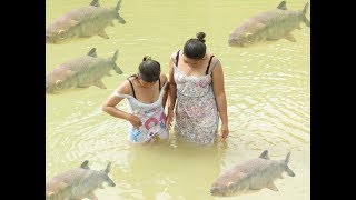 Amazing Fishing at Battambang  Beautiful Girl Fishing by hand  How To Catch Fish  33 [upl. by Nelaf799]