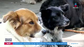 Que hacer en caso de un ataque de jauría de perros  Noticias con Crystal Mendivil [upl. by Clarine]