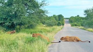 Old Hyena Gives Itself Up to The Lions [upl. by Mannos]