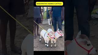 Nadipathy cow below 2 feet height cute life village farm trending youtube tiktok yt reel [upl. by Ynohtna]