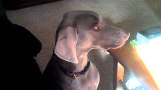 weimaraner chattering teeth for food [upl. by Ariaz]