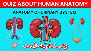 anatomy of urinary system  peshab kay nizam ki jismani sakht  मूत्र प्रणाली की शारीरिक रचना [upl. by Bourgeois]