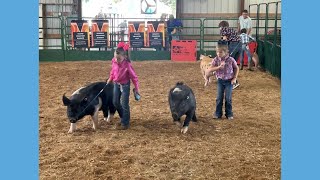 Vanderburgh County Fair Swine Show 2023 [upl. by Yltnerb]