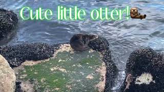 Fishing for rockfish in California [upl. by Yecats]