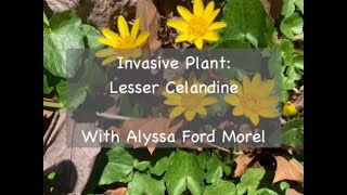 Invasive Plant Lesser Celandine [upl. by Mixie36]