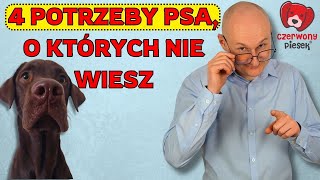 4 nieoczywiste potrzeby psa o których nie wie większość opiekunów [upl. by Cally]