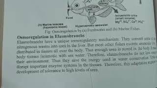 osmoregulation in elasmobranchs [upl. by Henden602]