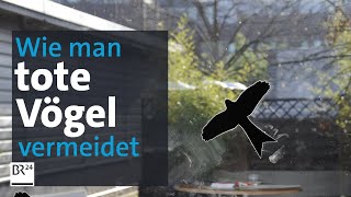 Unsichtbare UVFolien schützen Vögel vor dem Flug gegen das Fenster BR24 [upl. by Nahej]