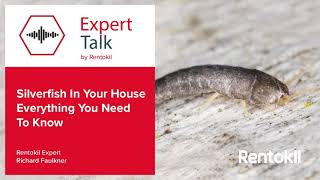 Silverfish In Your House Everything You Need To Know [upl. by Arlie]