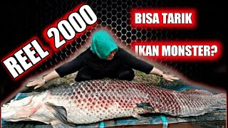 MANCING ARAPAIMA GIGAS IKAN AIR TAWAR TERBESAR DI DUNIA [upl. by Haeckel]