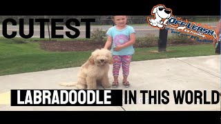 6 month old Labradoodle Blue  Before amp After  Labradoodle Dog Trainers  Myrtle Beach SC [upl. by Travis]