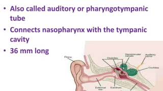 Eustachian tube anatomy and function [upl. by Aime164]