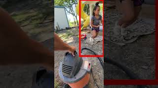 Vacuum vs Wasps How to Relocate a Deadly Nest insects wasps [upl. by Meeka866]