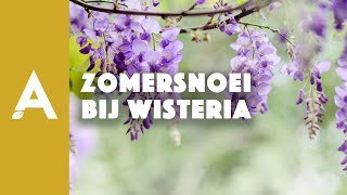 Zomersnoei bij wisteria of blauwe regen I Een groener thuis 47 I Angelo Dorny [upl. by Naesad]