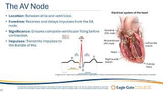 Electrical Anatomy and Physiology of the Heart [upl. by Thorbert776]