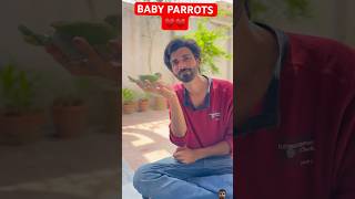 How to Handfeed Parrot Babies shorts pets parrot ytshortsindia shortsvideo [upl. by Hesoj511]