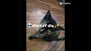 THE PONKY THE PONKY IS REAL meme memes kitty kitten funny funniness [upl. by Anivlac495]