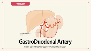 Gastroduodenal Artery [upl. by Darrick720]