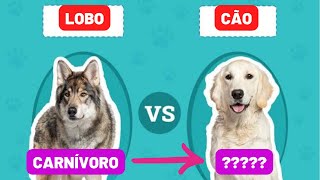 Os cachorros são carnívoros ou onívoros Os cães devem comer só carne como os lobos [upl. by Jolie]