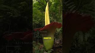 Youll Plug Your Nose When This Giant Flower Blooms 😱 shorts corpseflower [upl. by Urien]