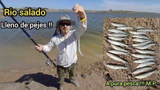 Pesca de pejerrey en rio salado Mucho pejerrey en esta parte del salado [upl. by Naida]