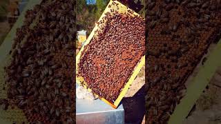 Lapiculture fun apiculture beekeeper bee farming beekeeper beekeeping [upl. by Anahpets]